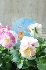 Ueta Collection~Syabon doll シャボンドール~ 新コレクションです!