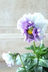 Fee des neiges Bleu "フェデネージュ ブルー" No.25