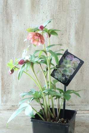 画像6: ~Winter Symphony~ ddアプリコットピコティ