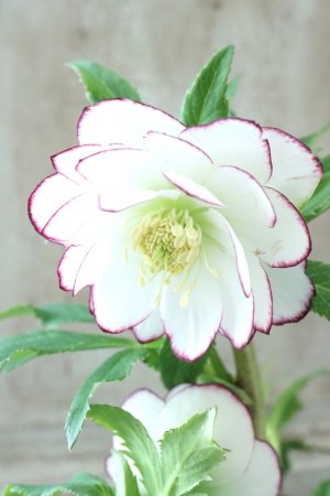 画像4: ~Winter Symphony~ ddホワイトくっきりピコティ