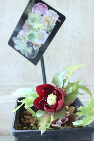 画像6: ~Winter Symphony~ddボルドーレッド