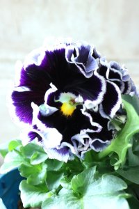 Fringe Panzy〜Doracula・ドラキュラ〜 No.198