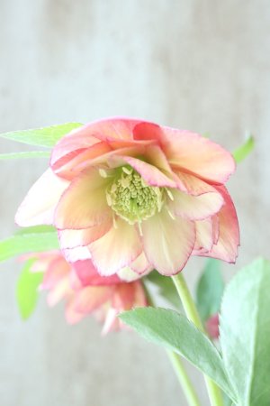 画像3: ~Winter Symphony~ddアプリコットピコティ