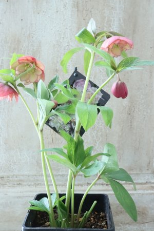 画像6: ~Winter Symphony~ddアプリコットピコティ