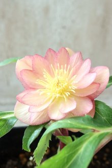 他の写真1: ~Winter Symphony~ddアプリコットゴールドピコティ