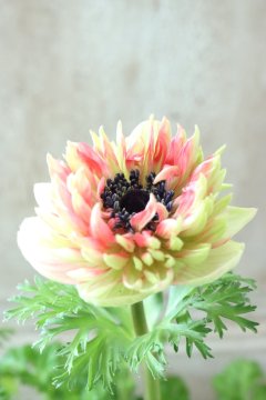 アレンバック ピンクのアネモネ ANEMONE｜アネモネのショルダーバッグ（ピンク/桃色系）通販