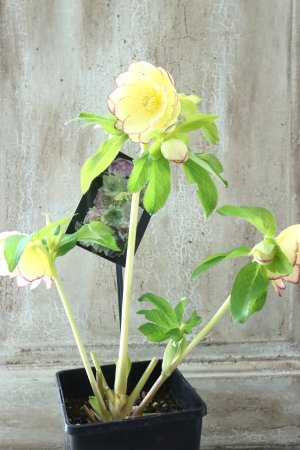 画像9: ~Winter Symphony~ddゴールドくっきりピコティ