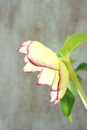 画像8: ~Winter Symphony~ddゴールドくっきりピコティ