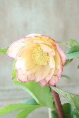 ~Ohgi Nursery~ 蜃気楼dd