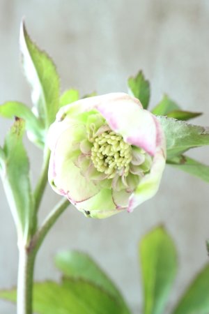 画像7: ~Ohgi Nursery~ ムルチフィダス系ヒデコートhyb sd