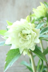 ~Ohgi Nursery~ デュメトルム系”Hoppy”dd