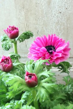 アレンバック ピンクのアネモネ Anemone~アネモネ~ - Jardin de Violettes