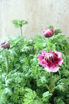 Anemone~アネモネ~ - Jardin de Violettes