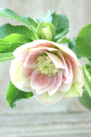 画像1: ~Winter Symphony~ dd絣ホワイト