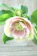 画像1: ~Winter Symphony~ dd絣ホワイト (1)