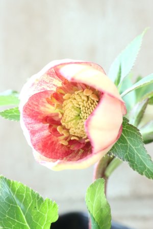 画像8: ~Winter Symphony~ sd絣イエローピコティ