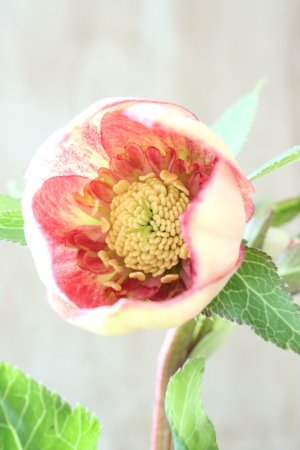 画像3: ~Winter Symphony~ sd絣イエローピコティ