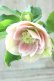 画像5: ~Winter Symphony~ dd絣ホワイト