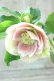 画像4: ~Winter Symphony~ dd絣ホワイト