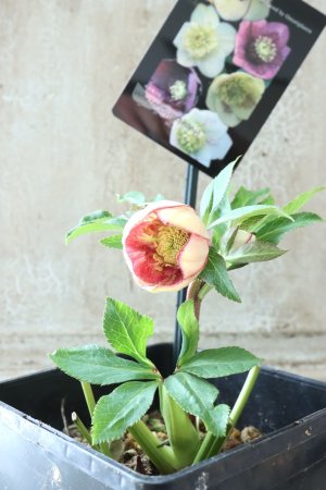 画像12: ~Winter Symphony~ sd絣イエローピコティ