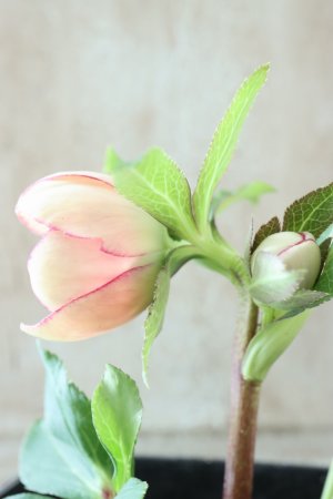 画像11: ~Winter Symphony~ sd絣イエローピコティ