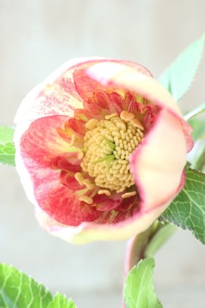 画像4: ~Winter Symphony~ sd絣イエローピコティ