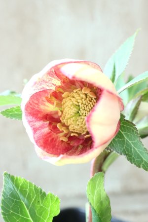 画像7: ~Winter Symphony~ sd絣イエローピコティ