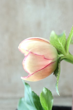 画像10: ~Winter Symphony~ sd絣イエローピコティ