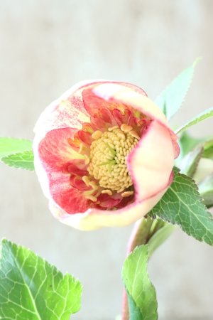 画像6: ~Winter Symphony~ sd絣イエローピコティ