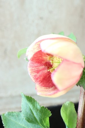 画像9: ~Winter Symphony~ sd絣イエローピコティ