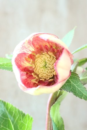 画像5: ~Winter Symphony~ sd絣イエローピコティ