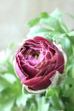 Garden Collection - Jardin de Violettes (Page 30)