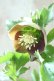 画像2: ~Winter Symphony~ssグリーンリバースピコティ (2)