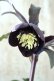 画像4: ~Winter Symphony~dd写楽
