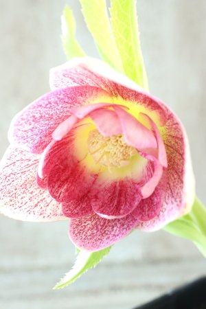 画像4: ~Winter Symphony~dd絣ミストリバースオーレア