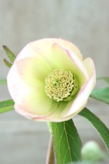 ~Ohgi Nursery~ デュメトルム系グラデーション
