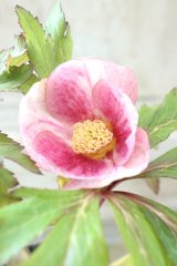 ~Ohgi Nursery~ オキシデンタリス系”いろは”