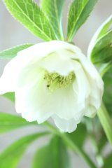 ~Ohgi Nursery~ デュメトルム系dd