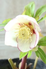 ~Ohgi Nursery~ ”フジタ”