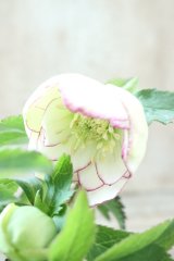 ~Ohgi Nursery~ デュメトルム系dd
