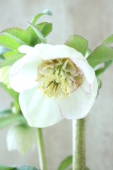 ~Ohgi Nursery~ デュメトルム系sd