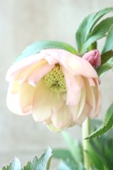 ~Ohgi Nursery~ プルプラセンス系dd