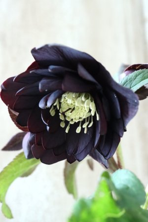 画像6: ~Winter Symphony~ ddブラック系