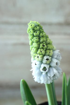 画像4: 芽出し球根 八重咲きムスカリ "ダブルマジック" 4球