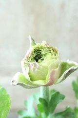 うえたさんのラナンキュラス "トワイライト レディ" No.27