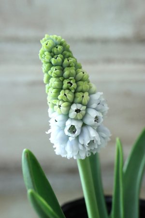 画像3: 芽出し球根 八重咲きムスカリ "ダブルマジック" 4球