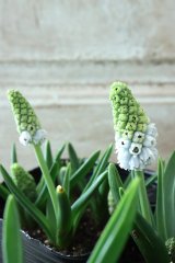 芽出し球根 八重咲きムスカリ "ダブルマジック" 4球