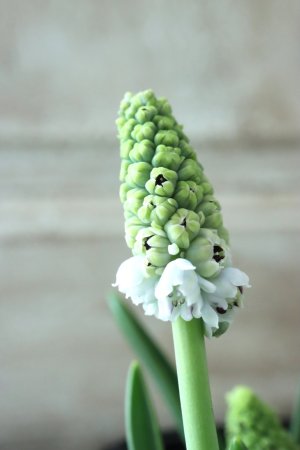 画像7: 芽出し球根 八重咲きムスカリ "ダブルマジック" 4球