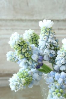 他の写真2: 芽出し球根 八重咲きムスカリ "ダブルマジック" 4球