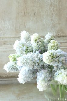 他の写真1: 芽出し球根 八重咲きムスカリ "ダブルマジック" 4球